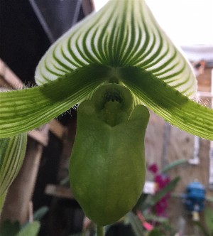 Paphiopedilum